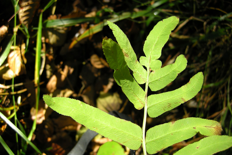 Osmunda regalis / Osmunda regale